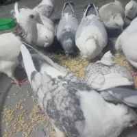 دو جفت کبوتر بلژیکی|پرنده|کرمانشاه, |دیوار