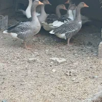 شادگان