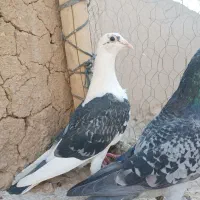 کبوتر مسافتی پلاکی