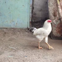 خروس سفید خوش اواز