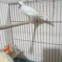 قناری نر و ماده|پرنده|رشت, دیانتی|دیوار
