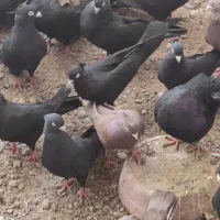 سیاه آبادانی|پرنده|بندر گناوه, |دیوار