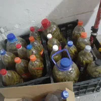 خیارشورخانگی