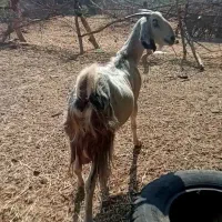 بزپنجاب جوان بسیارشیرا پوزعقابی هیکل دار