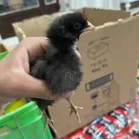 جوجه گلین و کوردی همگی باهم فروخته میشود