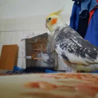 گمشده|حیوانات|میناب, |دیوار