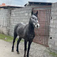 اسب نیله گلدار. سن ۴