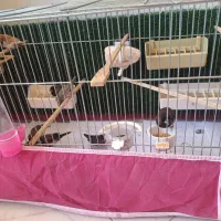 * فنچ بنگالی *|پرنده|کرج, چهارصد دستگاه|دیوار