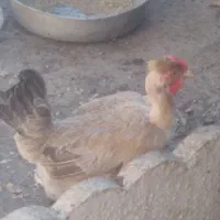 فروش خروس گردن گلابی ومرغ گردن گلابی جهت جوجه کشی