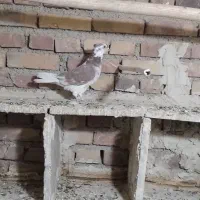 گرگی کاکولی|پرنده|ارومیه, |دیوار