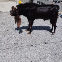 گوسفند اصیل پاکستانی|حیوانات مزرعه|ایرانشهر, |دیوار