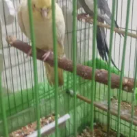 عروس پاریس معاوزه