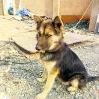 سگ نگهبان|سگ|قم, جمکران|دیوار