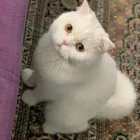 گربه اسکاتیش|گربه|تهران, نازی‌آباد|دیوار
