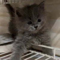 بچه گربه|گربه|تهران, شهرآرا|دیوار