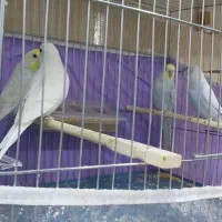 مرغ عشق اسپانگل رنگ های خاص|پرنده|مهاباد (آذربایجان غربی), |دیوار