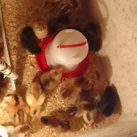 هندیخان خنوبی|حیوانات مزرعه|هندیجان, |دیوار