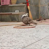 کبوتر خشرنگ و کرواتی