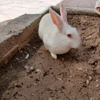 خرگوش خانگی
