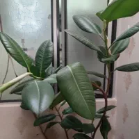 گل و گیاه