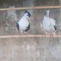 پرنده|پرنده|مشهد, نرگس (شهرک غرب)|دیوار
