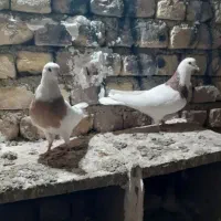 کبوتر طوقی|پرنده|شاهین‌شهر, اقبال لاهوری|دیوار