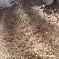 کود گوسفند کود حیوانی