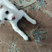 شیتزو اشپیتز|سگ|کرج, المهدی|دیوار