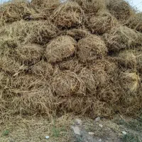 یونجه امسال