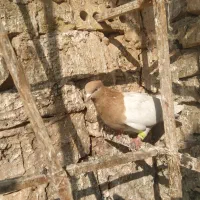 کفتر|پرنده|سبزوار, جنت|دیوار