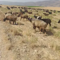 قوچ|حیوانات مزرعه|شیراز, حومه شیراز|دیوار
