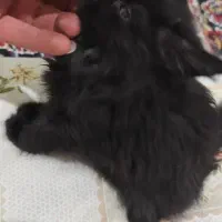واگذاری بچه گربه