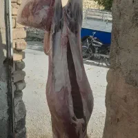 بره شیشک|حیوانات مزرعه|مرودشت, ده بید|دیوار
