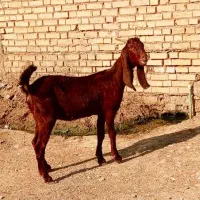 بز ابستن.          بره گاو گوسفند