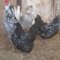 جوجه گلین، برهما لایت و ویاندوت