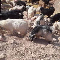 تعداد۴۳بزغاله فروش