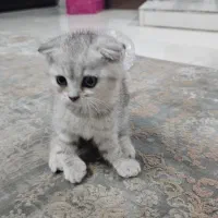 واگذاری گربه اسکاتیش|گربه|همدان, |دیوار