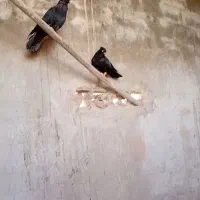 پرنده رنگی  اهواز کوت