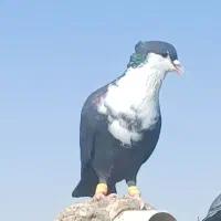 کرباتی