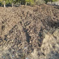 کودگاوی چندساله|خدمات باغبانی و درختکاری|سبزوار, کراب|دیوار