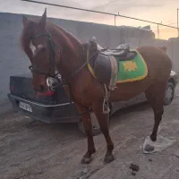 اسب نریان کرد