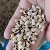 فروش لوبیا فردا در شهر ایلام درجه ۱|خوردنی و آشامیدنی|دره شهر, |دیوار