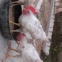 خروس|حیوانات مزرعه|خورموج, |دیوار