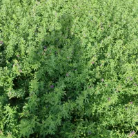 فروش بذر  یونجه محلی کیلو ۱۱۰۰|خدمات باغبانی و درختکاری|بندرعباس, |دیوار