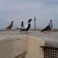 کبوتر بوم آس