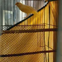 قناری نر|پرنده|شیروان (خراسان), |دیوار