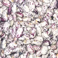 چیتی درشت محصول امسال کشاورز