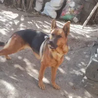 سگ ژرمن ۲ ساله|سگ|اردبیل, |دیوار