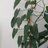 گل و گیاه ارگانیک