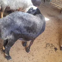 سه عدد شیشک درجه یک داشتی قیمت مناسب|حیوانات مزرعه|مینودشت, |دیوار